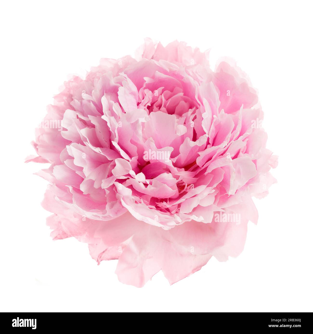 Pink peony flower isolated on white background Stock Photo - Alamy