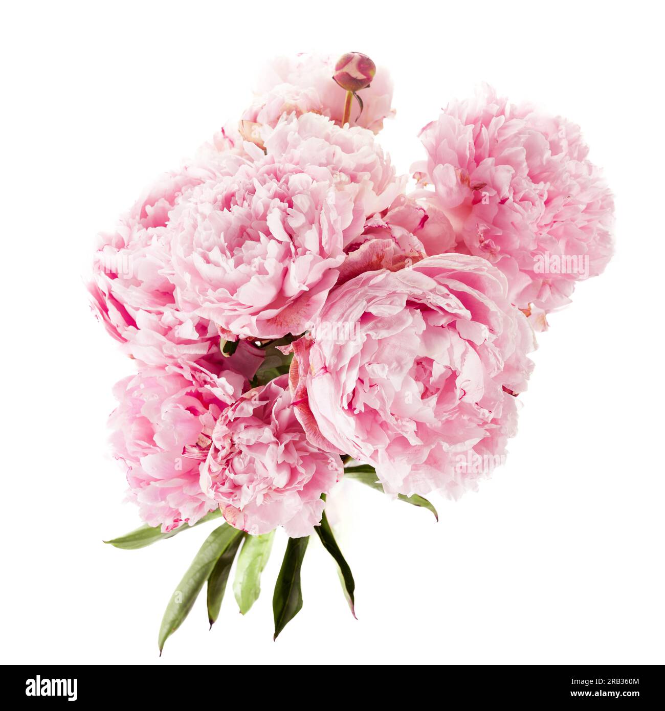 Pink peony flower isolated on white background Stock Photo - Alamy