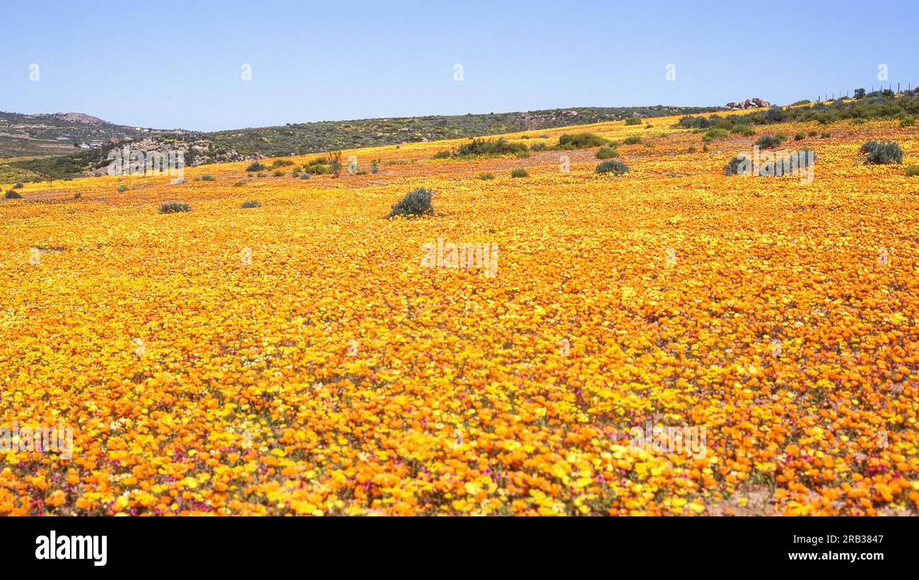 Namaqualand spring landscape in the Garies-Kamieskroon area of the ...