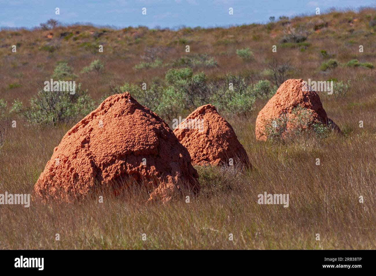 Termites nests in outback Western Australia Stock Photo