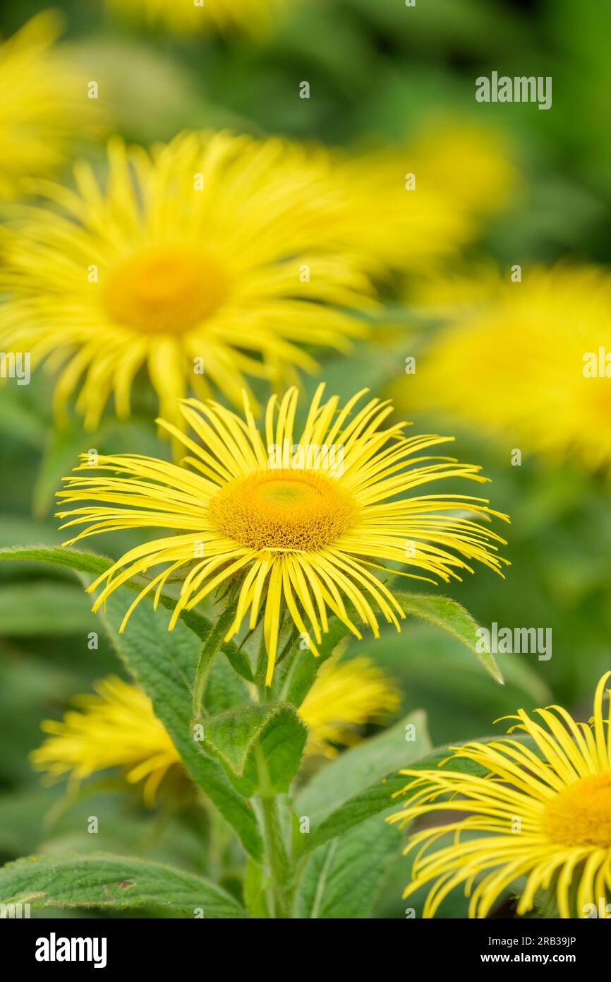 Inula hookeri, Hooker inula, perennial, light yellow flower-heads Stock Photo