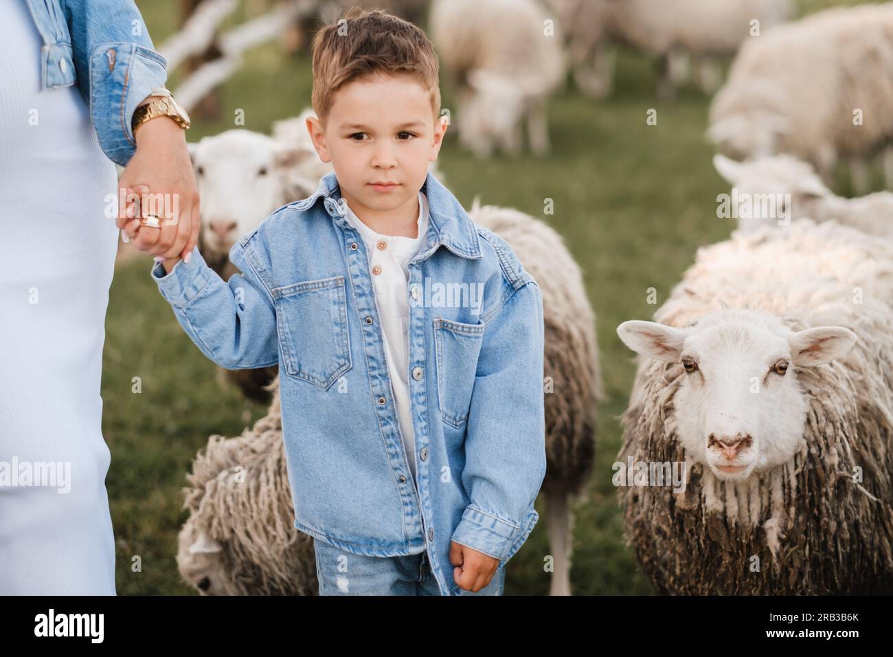 a little boy on a farm with sheep and holding his mother's hand Stock ...