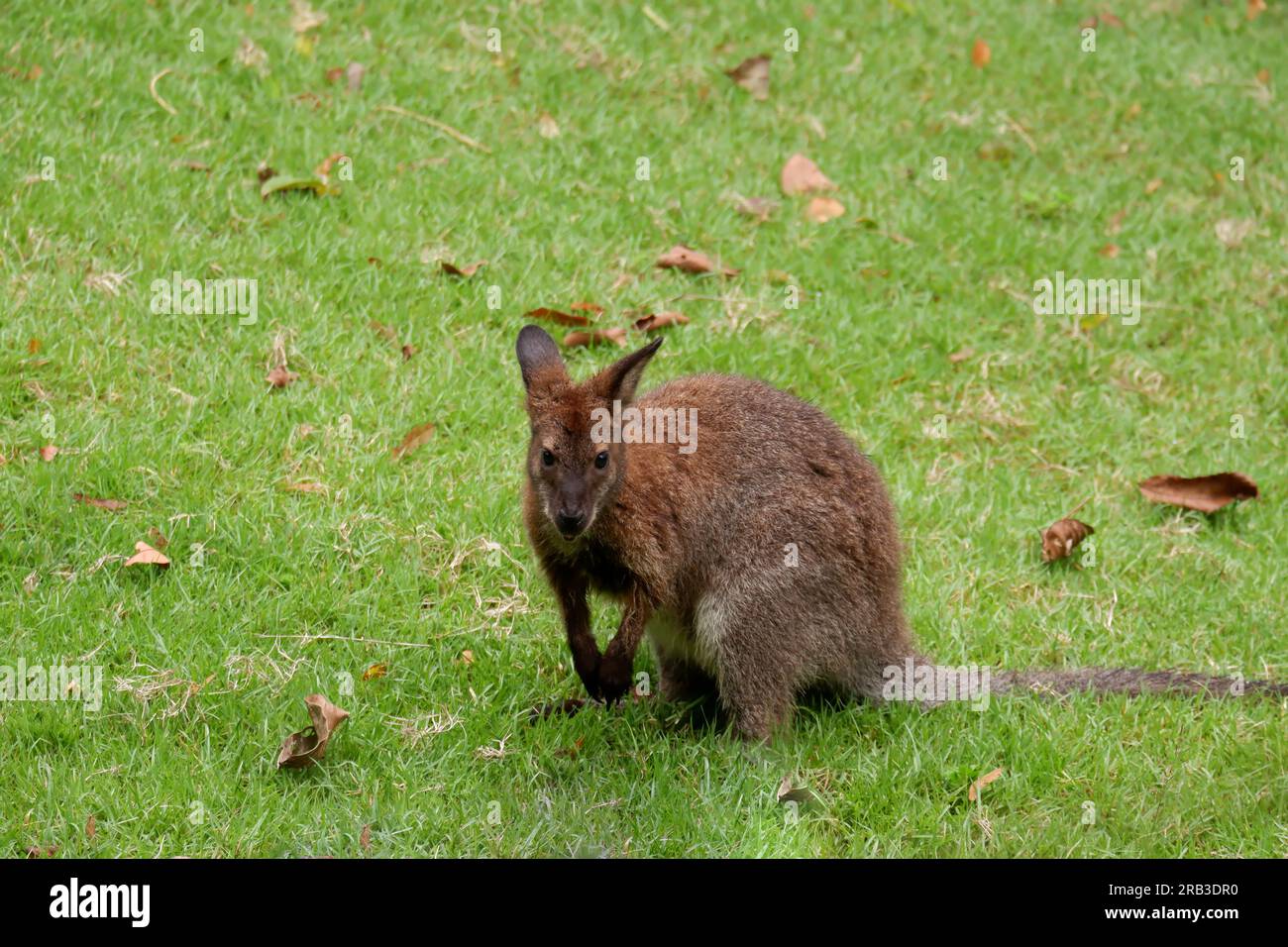 Picture of a kangaroo from the zoo Stock Photo