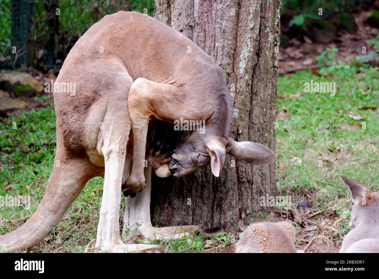 Picture of a kangaroo from the zoo Stock Photo
