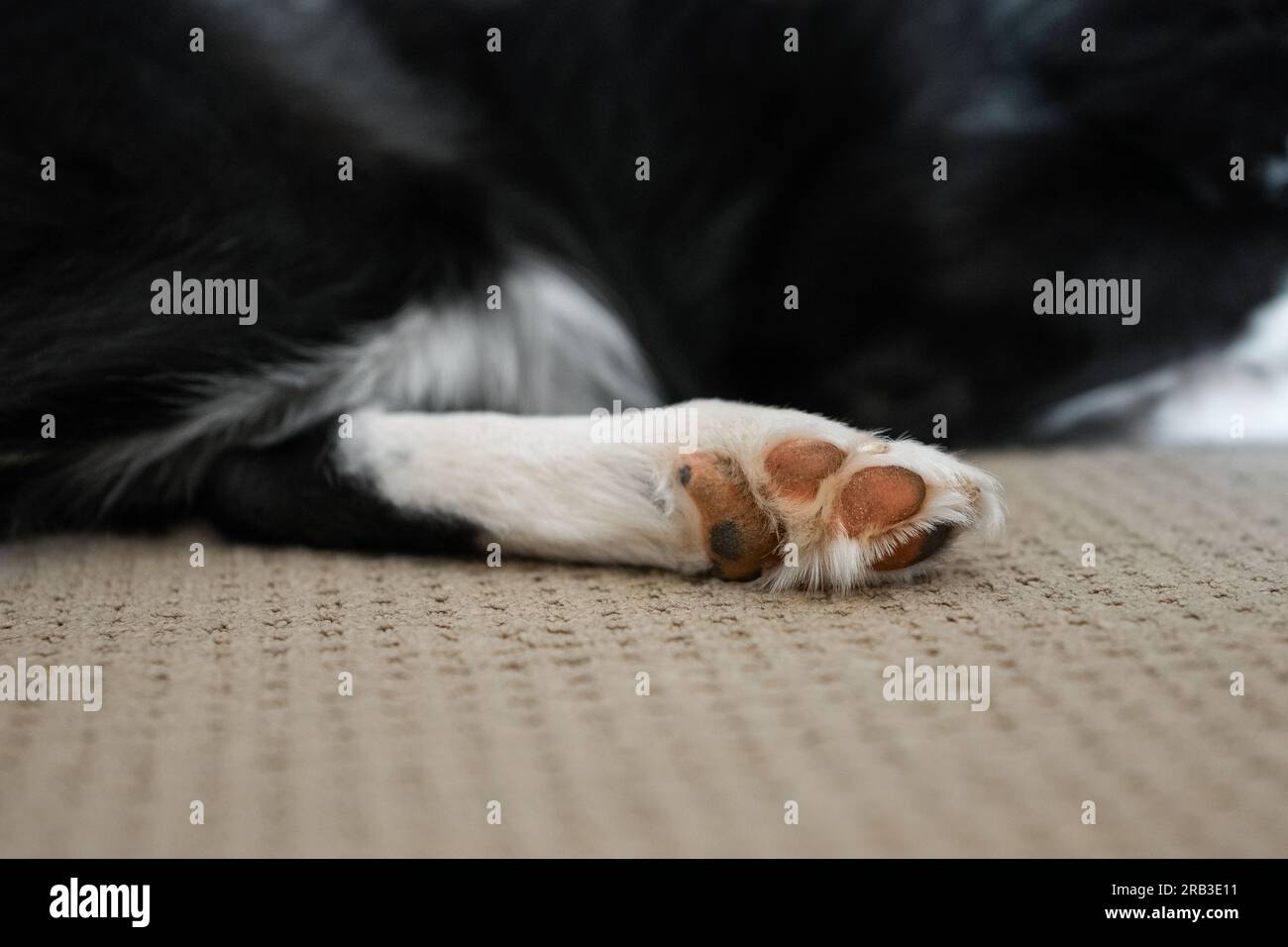 Close up of the border collie puppy paw lying on the floor Stock Photo