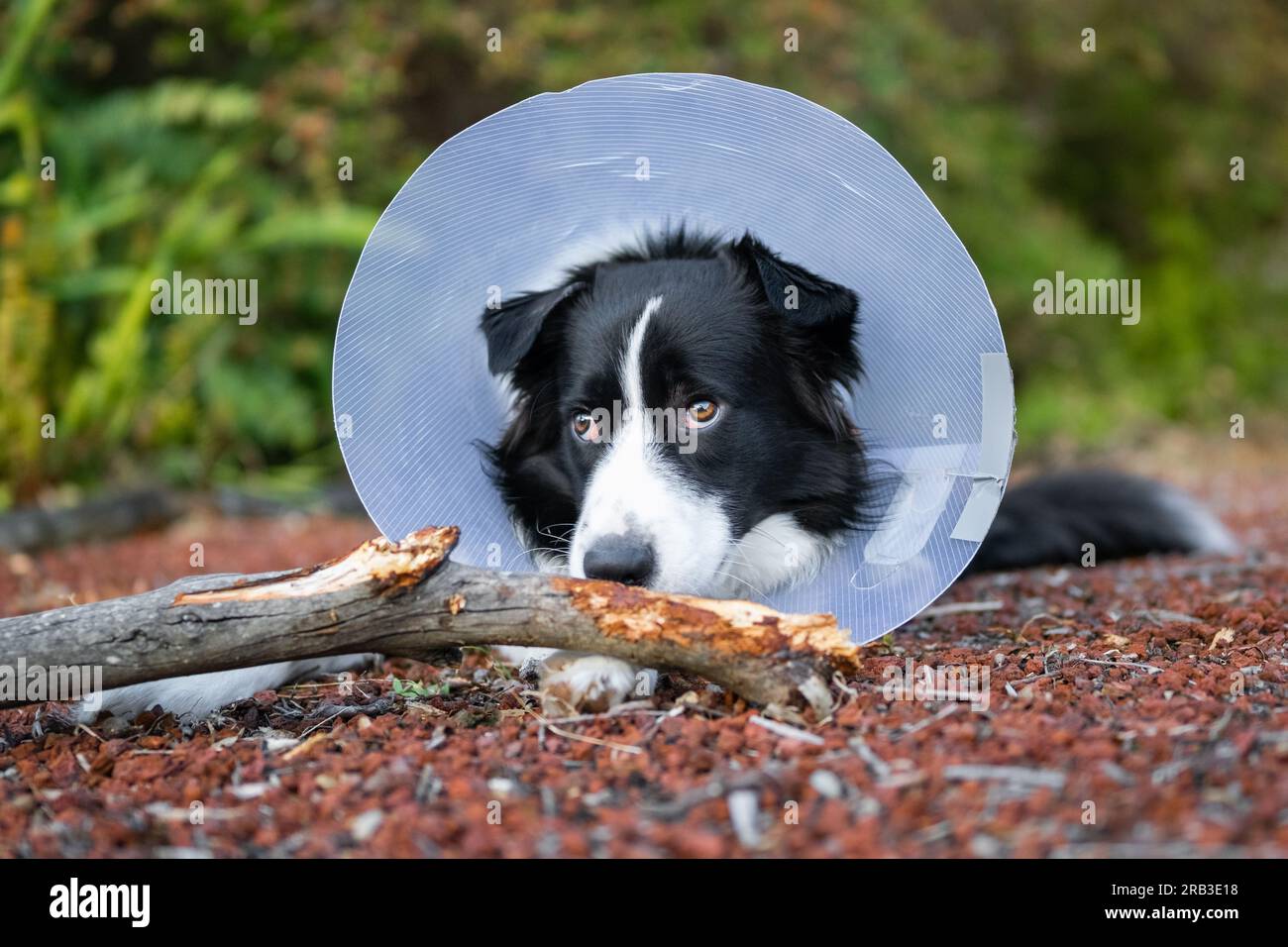 Border collie best sale protective
