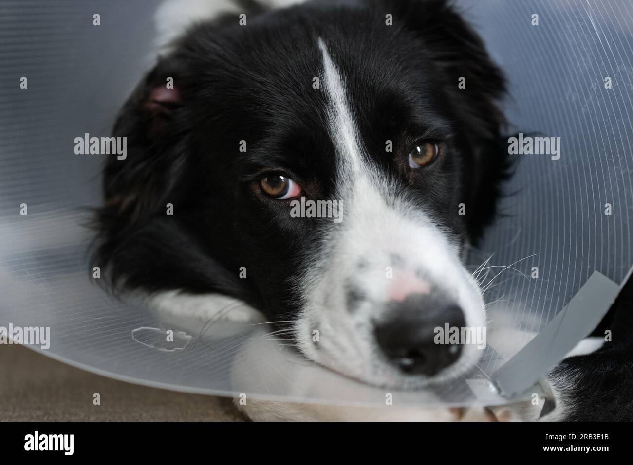 Border Collie puppy wearing a cone protective collar lying on the floor Stock Photo
