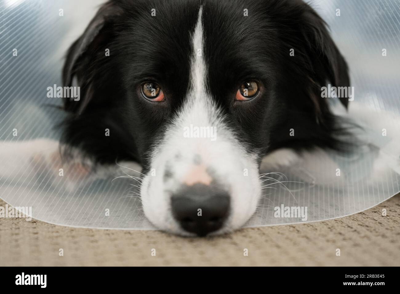 Border Collie puppy wearing a cone protective collar lying on the floor Stock Photo