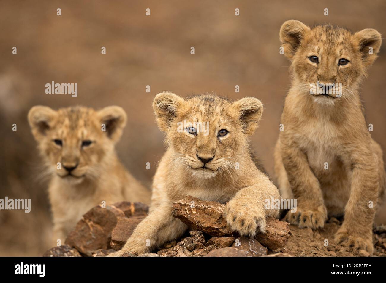 Beautiful Asiatic lion cubs Gir National Park & Sanctuary, Gujarat ...