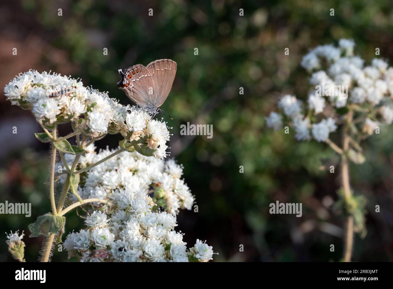 Satyrium acadica, the Acadian hairstreak, is a butterfly of the family Lycaenidae. Stock Photo