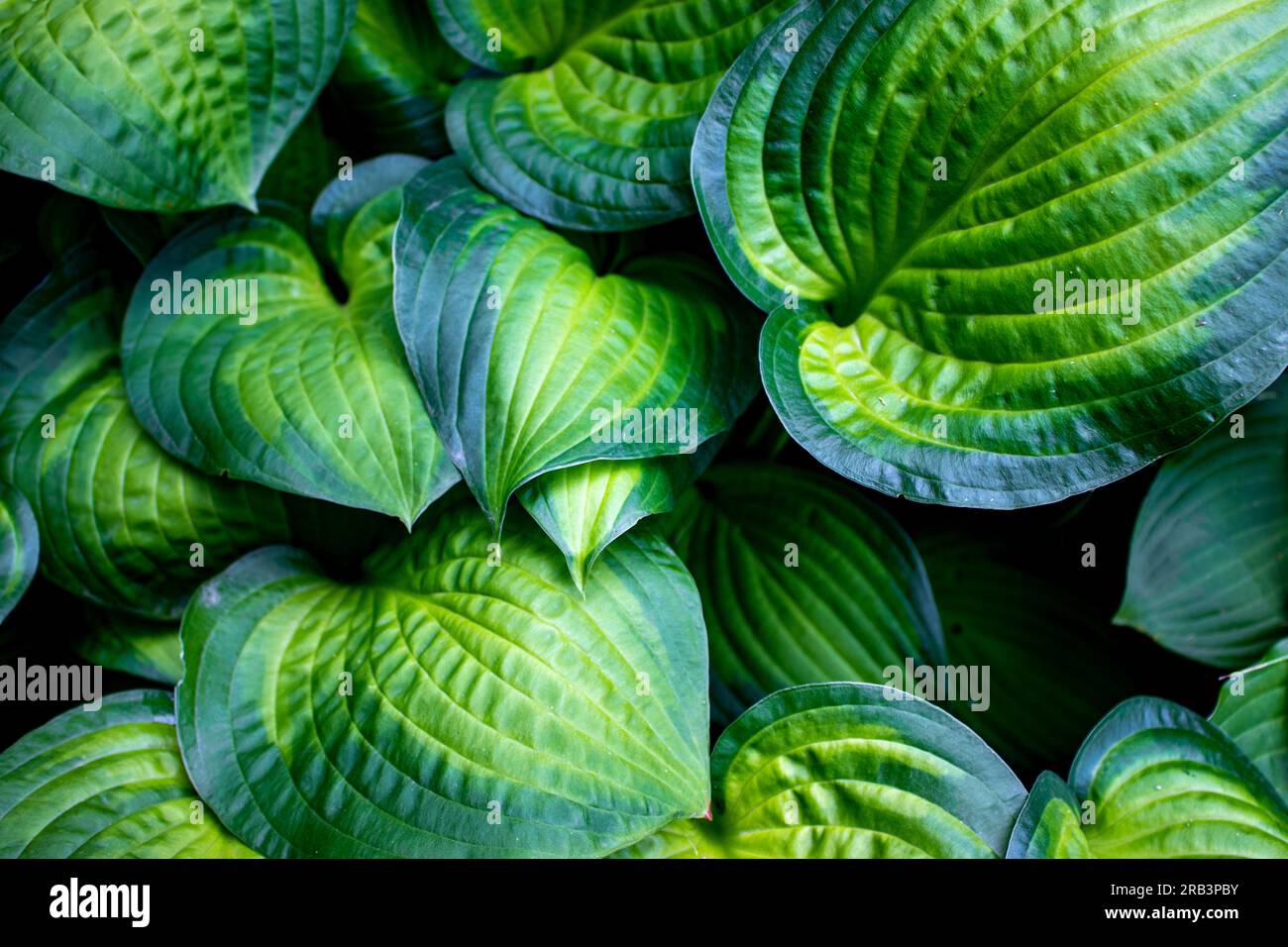 Abstract Green Leaf Texture, Nature Background, Tropical Leaf Stock