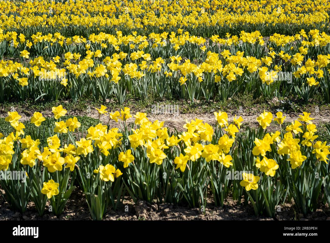 Yellow Rows Rows of yellow daffodils at flower farm in springtime Stock Photo - Alamy