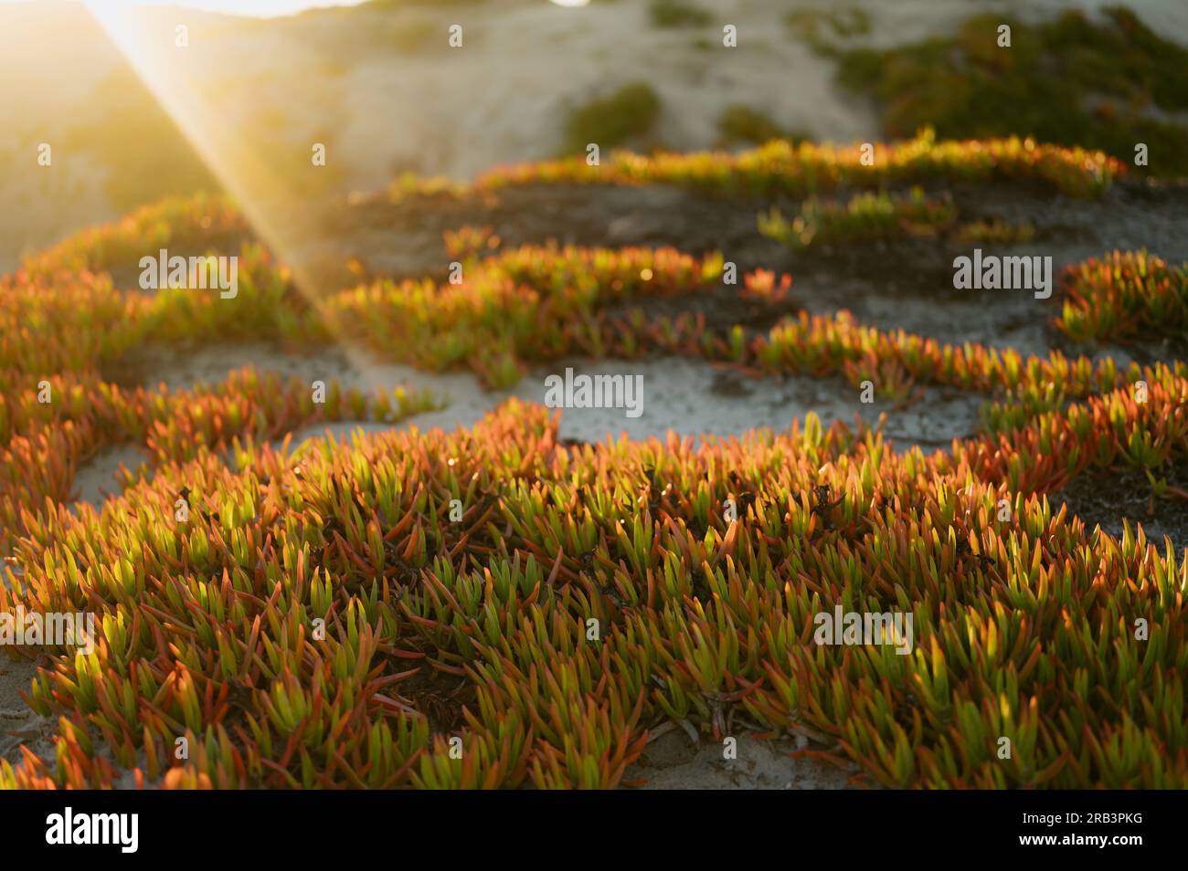 Beach succulents in golden sunlight Stock Photo