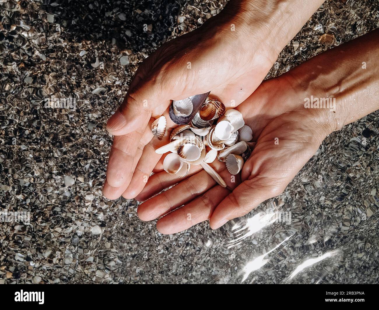 Women's palms full of shells over sea water with sun glare. Stock Photo
