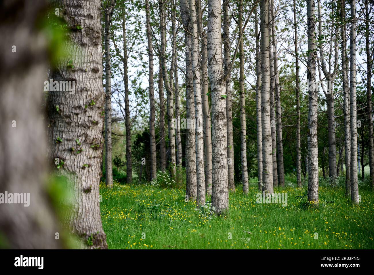 Tall trees growing on grassy field in grove Stock Photo
