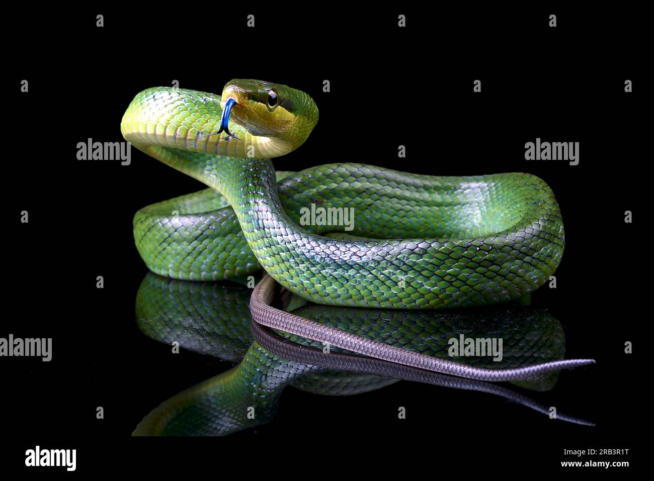 Red black striped snake hi-res stock photography and images - Alamy