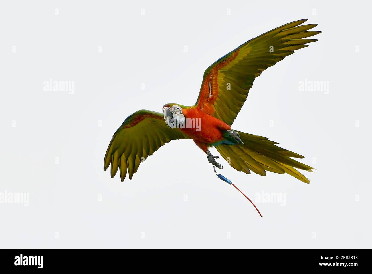 Macaw parrots fly freely in the sky Stock Photo