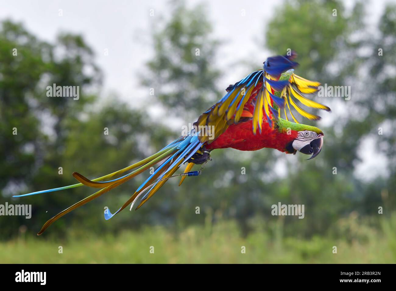Macaw parrots fly freely in the sky Stock Photo