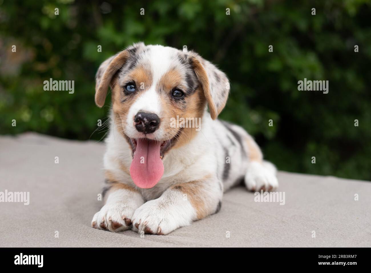 Welsh corgi cardigan marble puppy laying and showing tongue Stock Photo