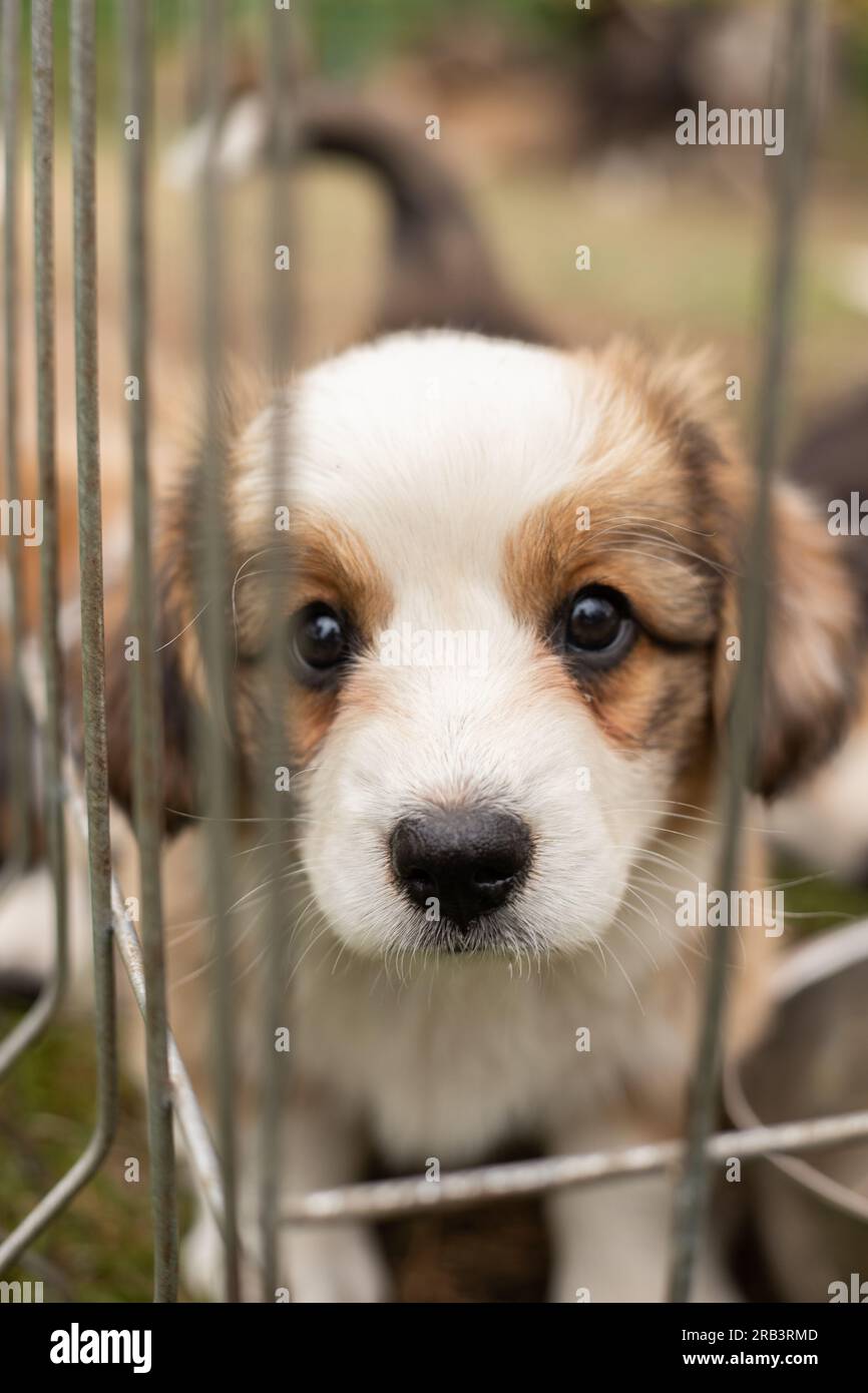 Cute corgi puppy portrait in cage Stock Photo