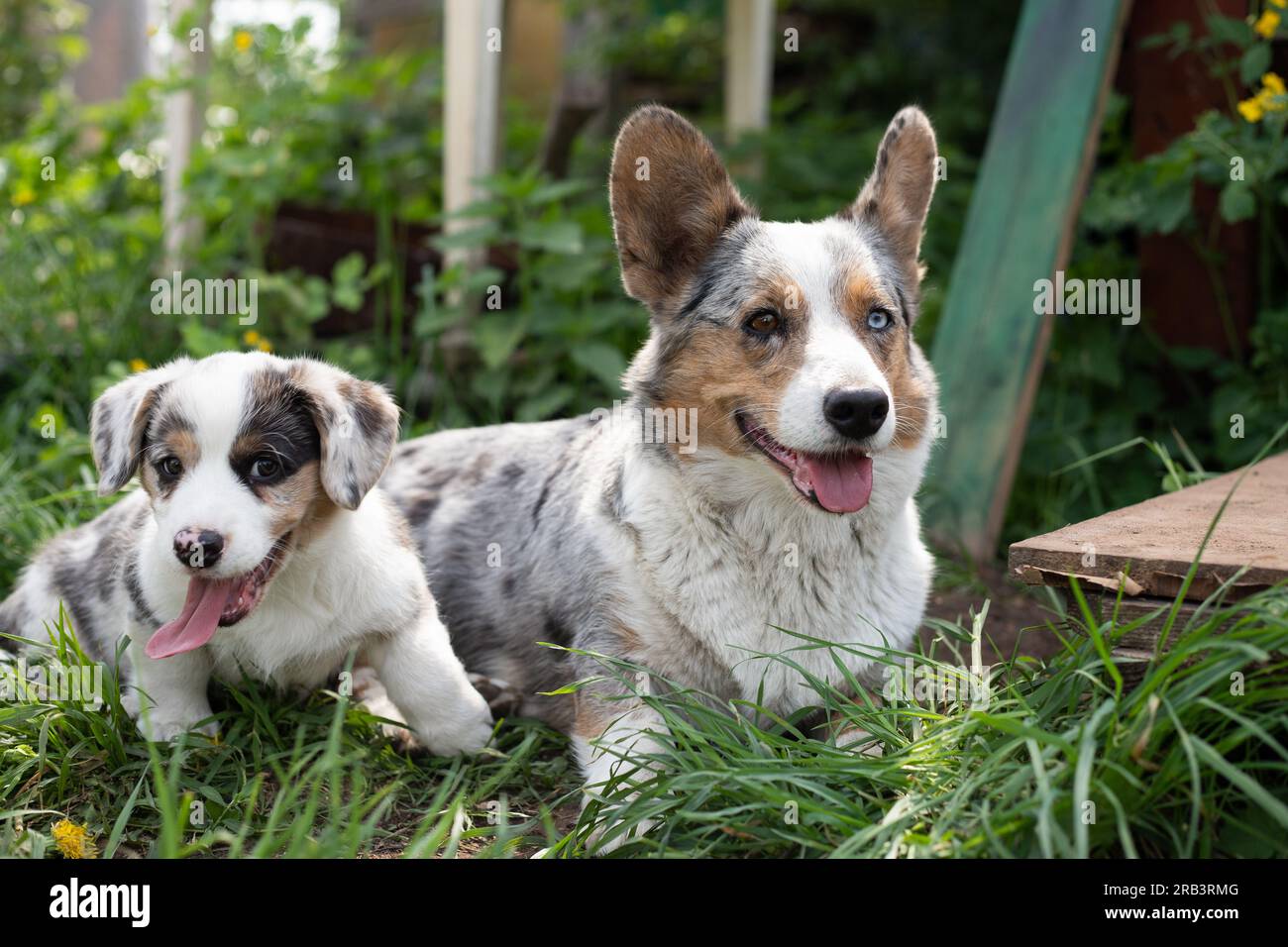 Marble corgi cardigan puppy playing in grass with mom Stock Photo
