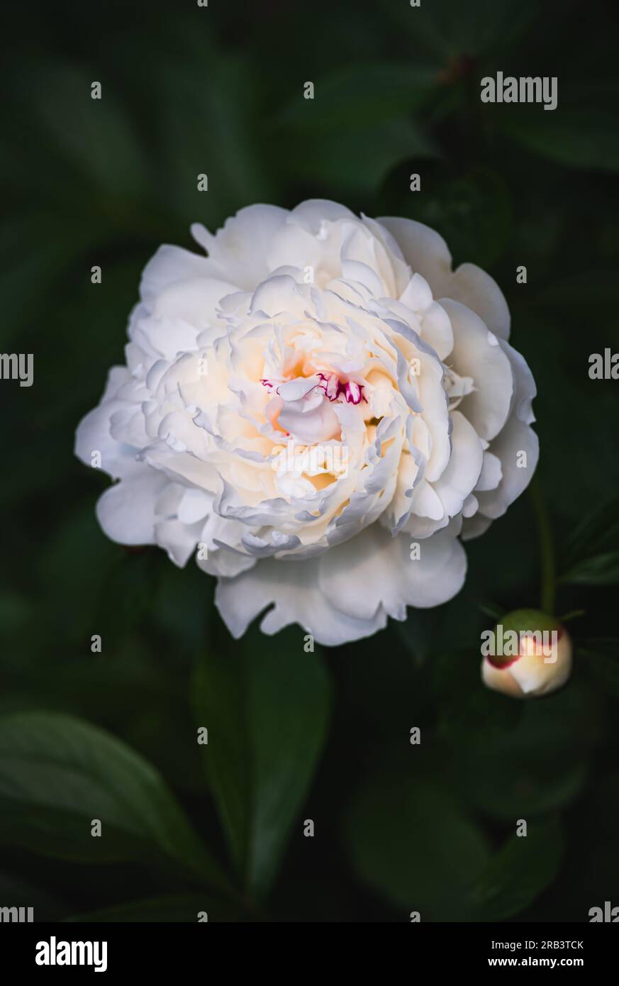 Close up of white peony flower blooming in a garden in spring. Stock Photo