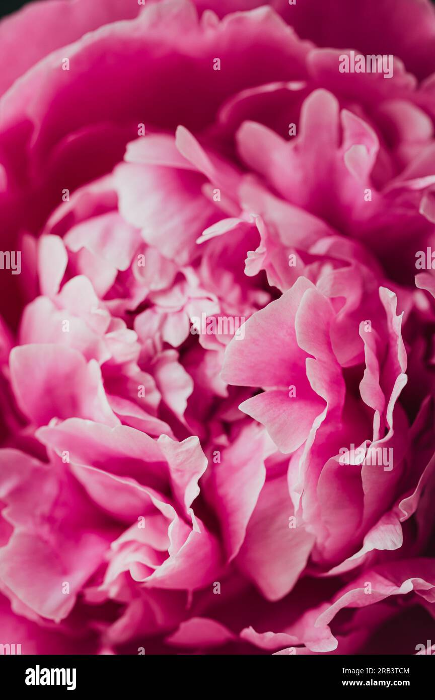 Close up of layers of pink peony flower petals in bloom. Stock Photo