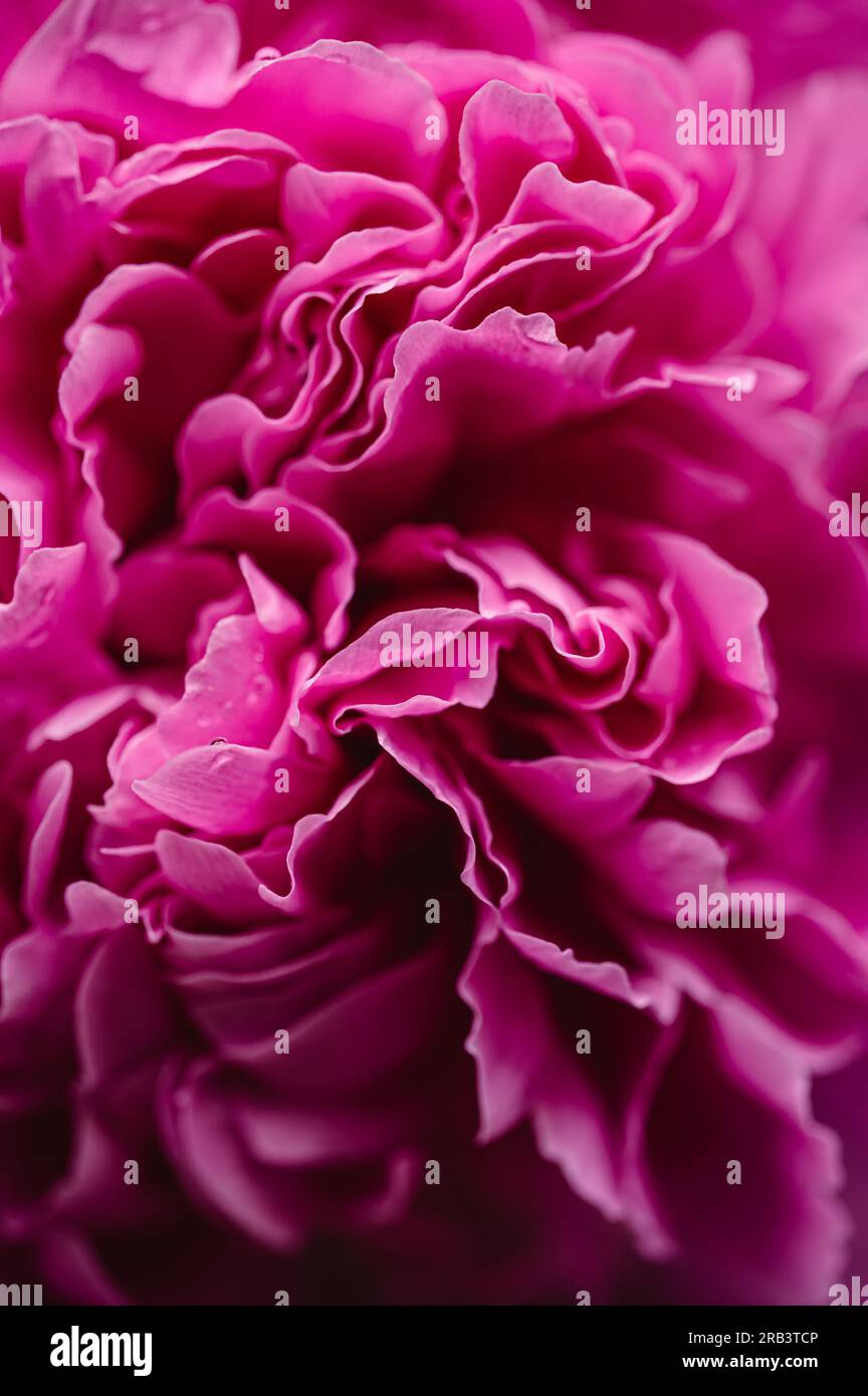 Close up of layers of pink peony flower petals in bloom. Stock Photo
