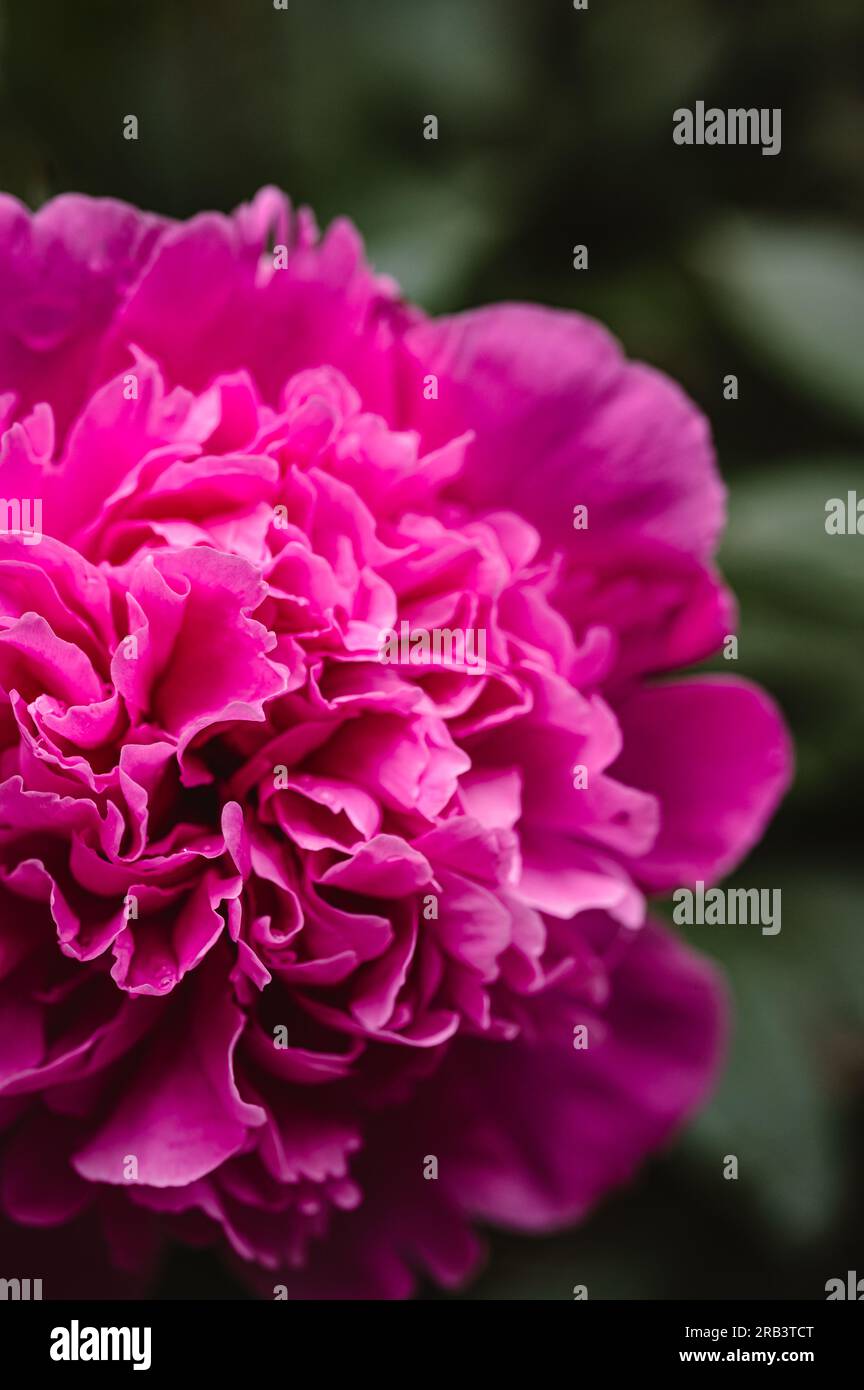 Close up of bright pink peony flower in bloom in a garden. Stock Photo