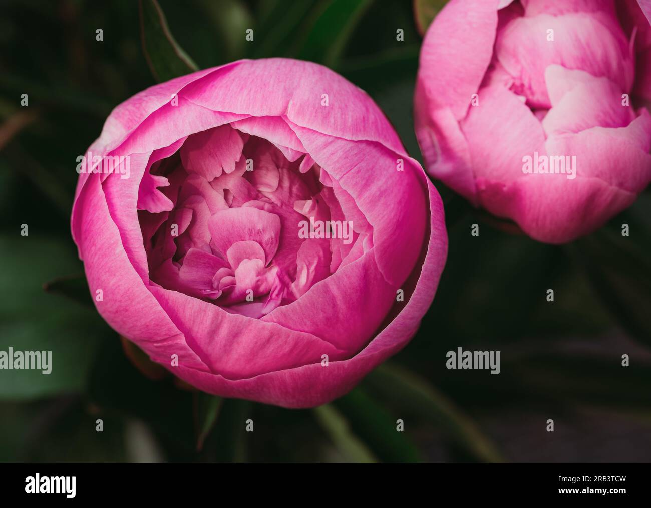 Close up of pink peony flowers starting to bloom in a garden Stock ...