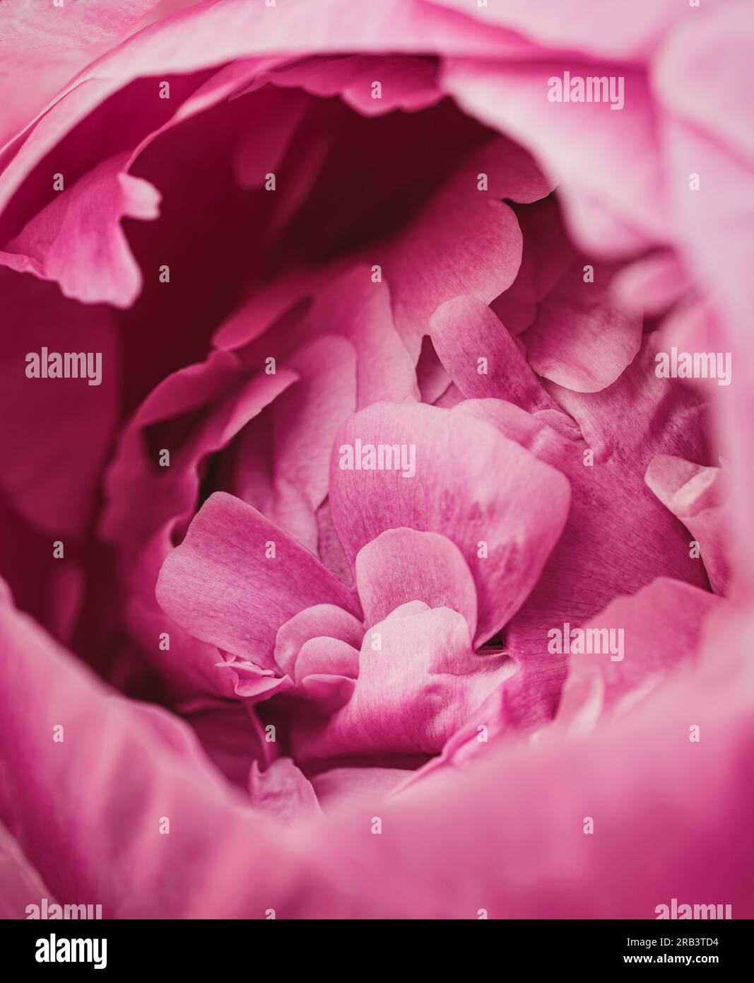 Close up of layers of pink peony flower petals starting to bloom. Stock Photo