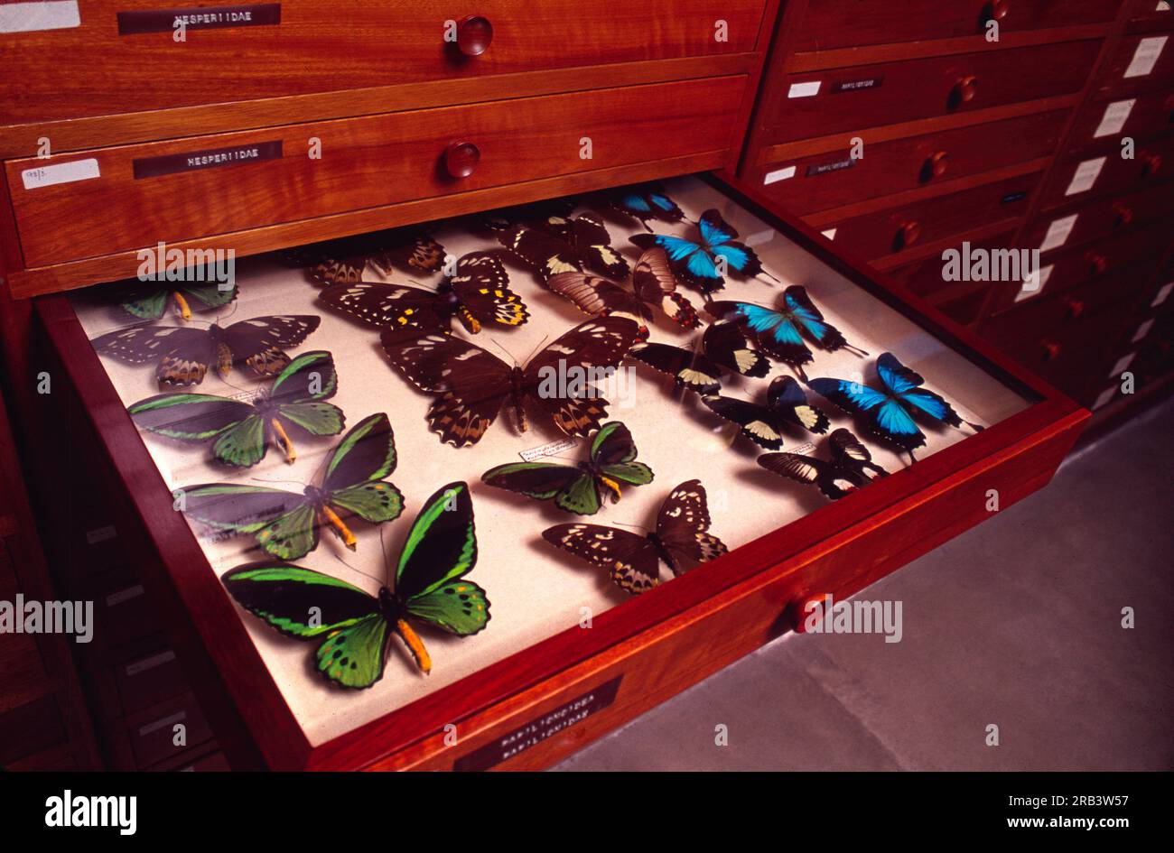 Antique display case of butterflies and insects in the Tasmanian Museum and Art Gallery in Hobart Stock Photo