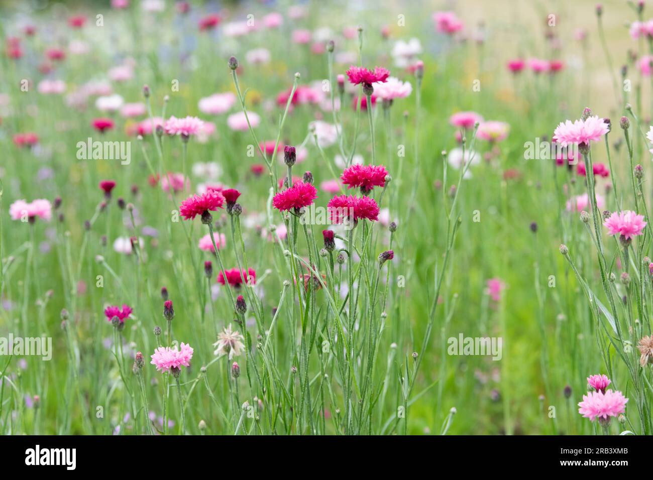 Centaurea cyanus Red and Pink. Cornflower meadow Stock Photo
