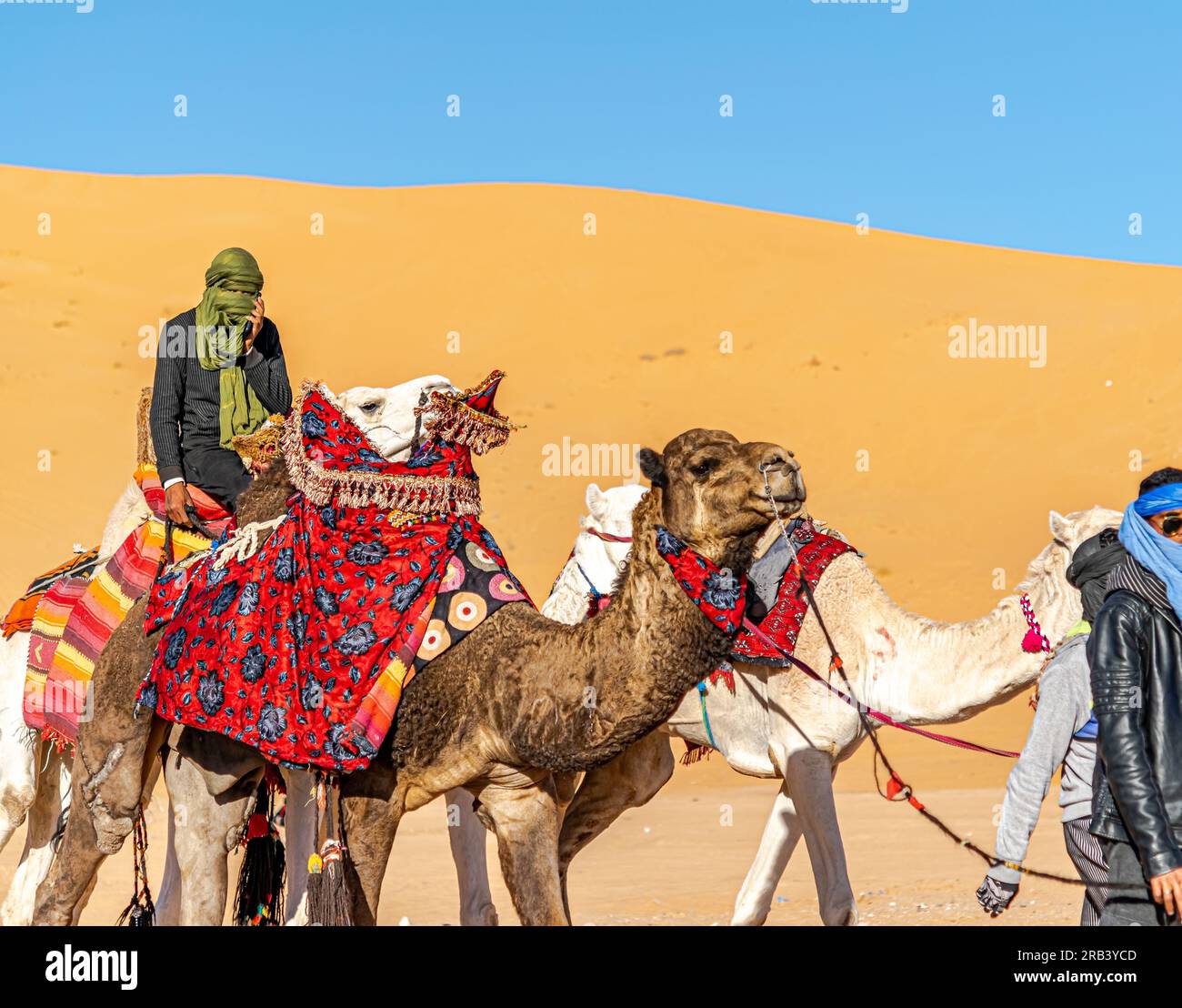 Unrecognizable Tuareg persons obscured faces with head scarfs and sunglasses riding dromedary camels decorated with red colored tissue saddle walking. Stock Photo