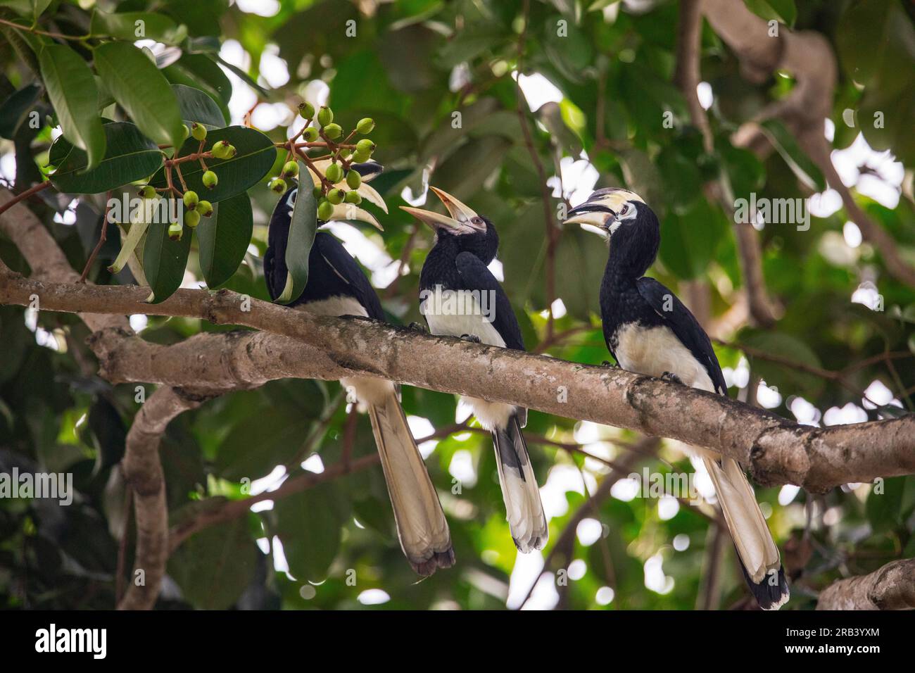 Fledgling oriental pied hornbill swallowing a second bird's egg whole, Singapore Stock Photo