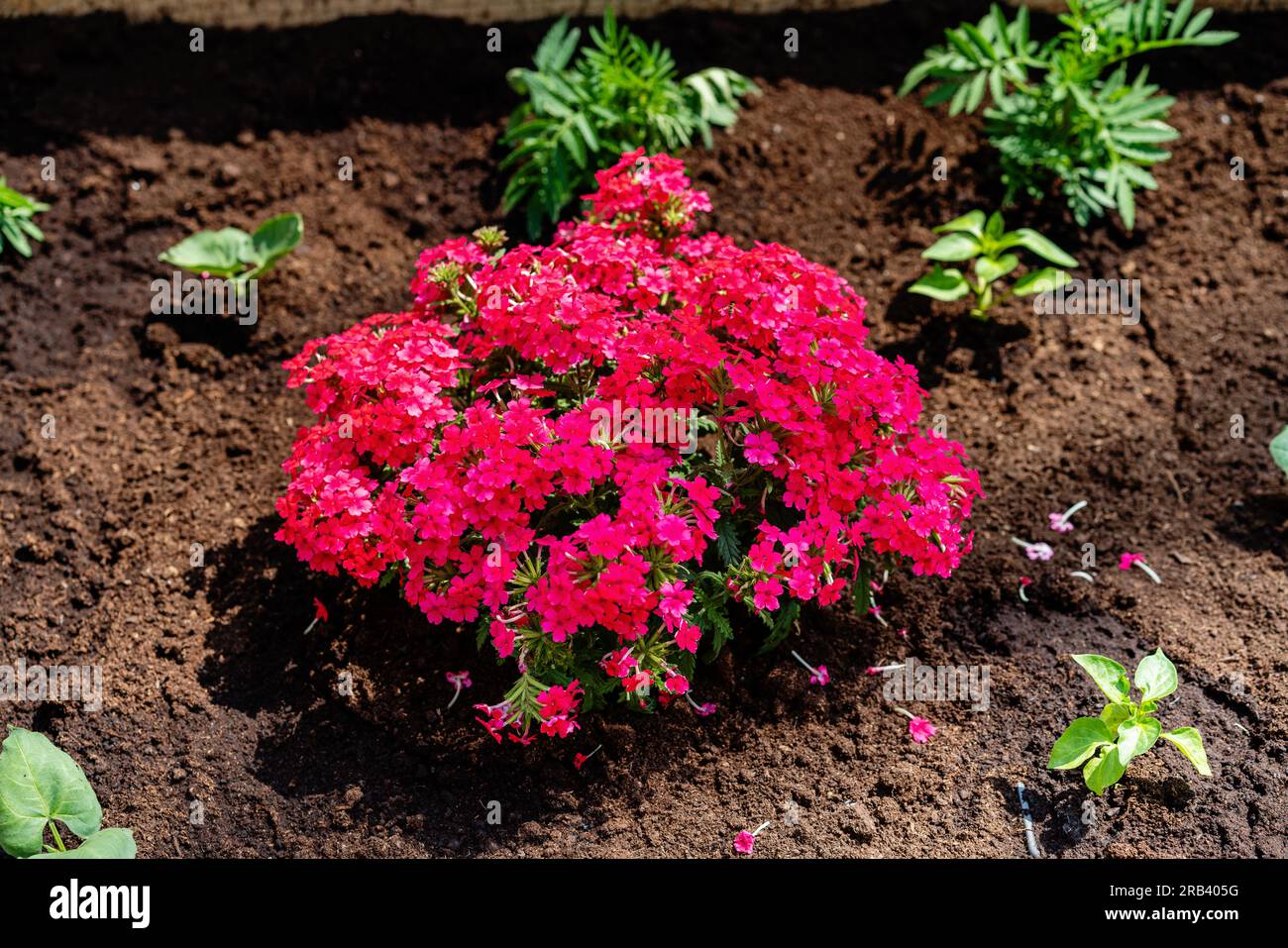High angle view of bush of pink Glandularia hybrida on background of soil, agriculture flowers and garden plant farm. Stock Photo
