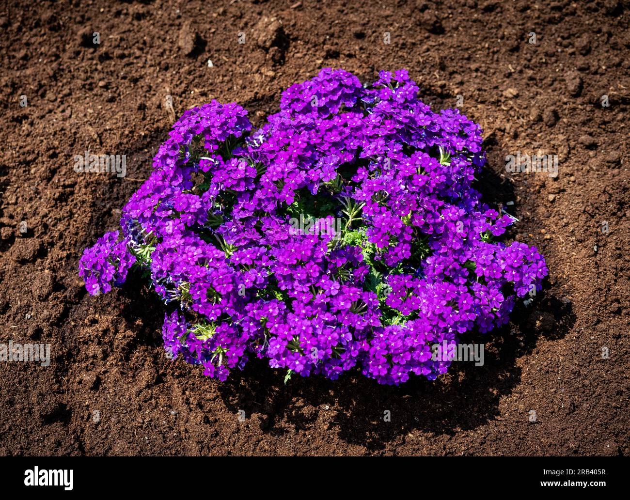 High angle view of bush of purple Glandularia hybrida on background of soil, agriculture flowers and garden plant farm. Stock Photo