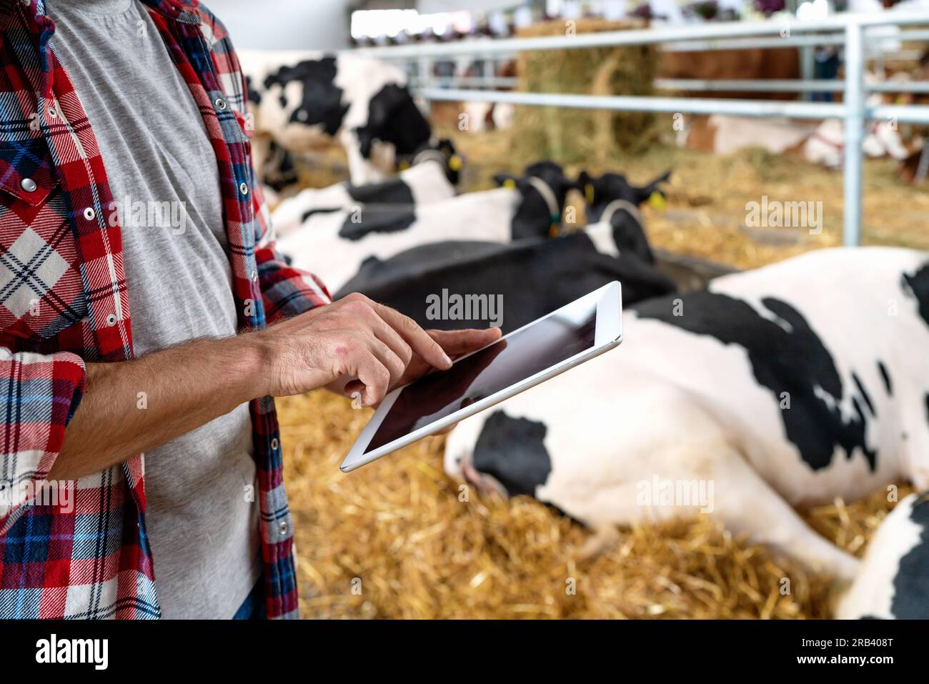 Modern farmer uses digital tablet at livestock farm on background of cows, receives digital data of microchips built in cows. Stock Photo