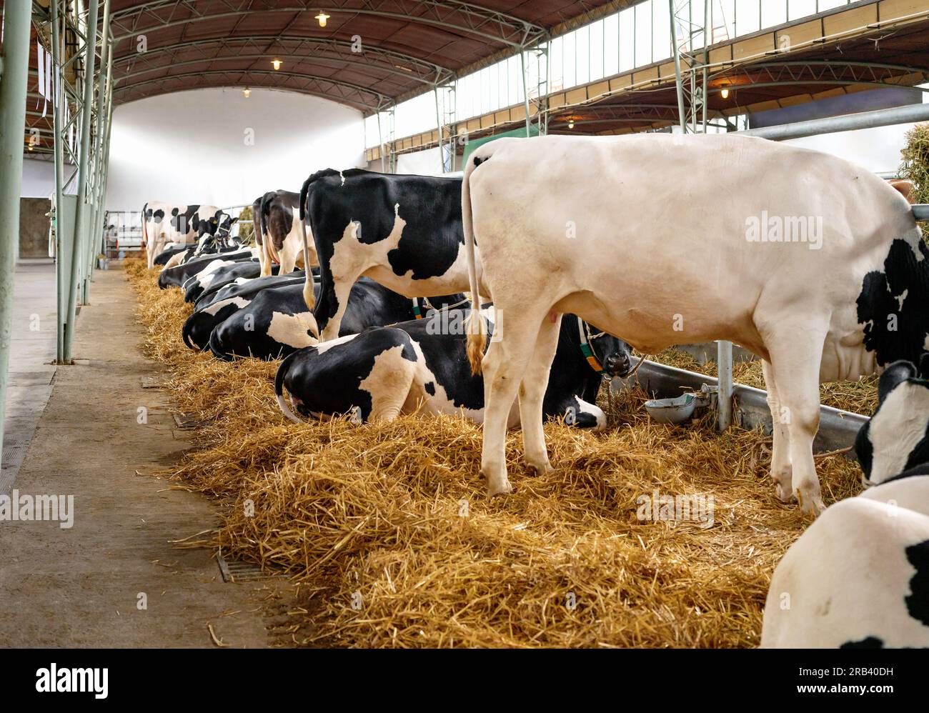 Black and white cows hi-res stock photography and images - Alamy