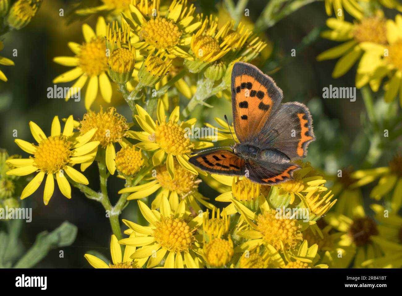 Small copper butterfly feeding off yellow summer flowers Stock Photo