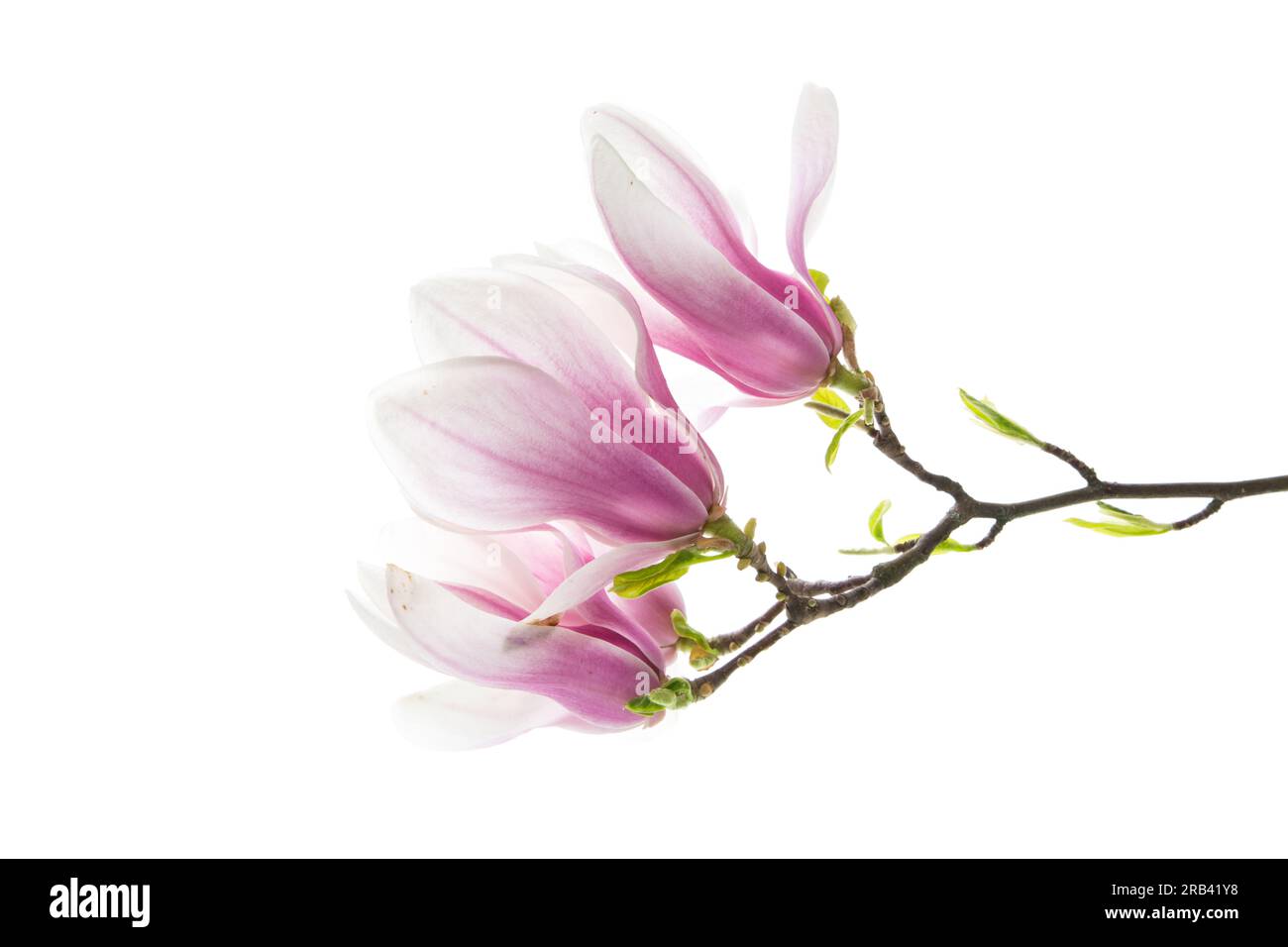 Branch with blooming pink Magnolia flowers isolated on white background ...