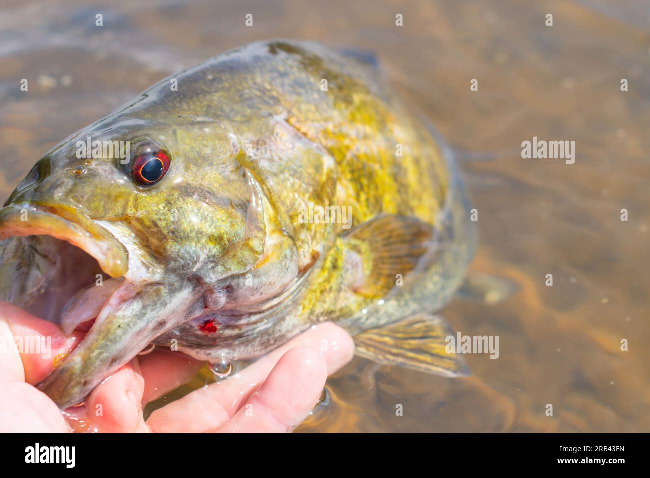 https://c8.alamy.com/comp/2RB43FN/copy-space-backgrounds-smallmouth-bass-summer-catch-in-water-catch-and-release-outdoors-activity-theme-banner-space-2RB43FN.jpg