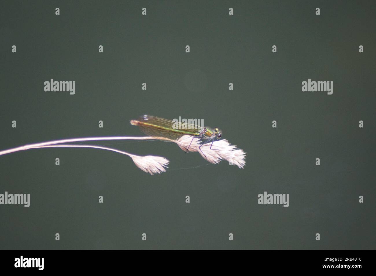 banded damselfly sitting on a blade of grass Stock Photo - Alamy