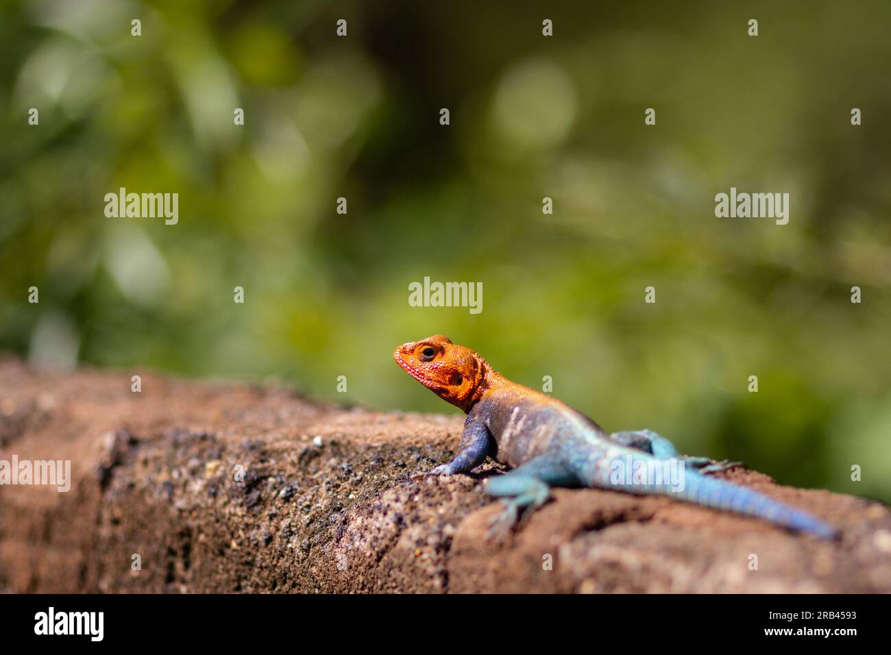Colorful lizards, ranging from the vibrant Panther Chameleon to the red ...