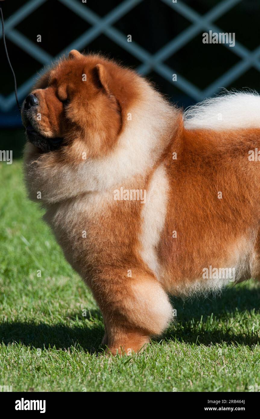 Chow Chow dog standing in profile view at a dog show in New York Stock Photo