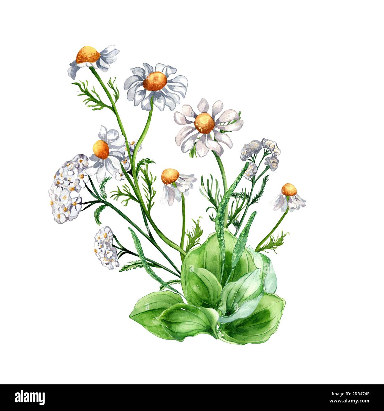 Bouquet of meadow medicinal flower, herb plants watercolor illustration isolated on white background. Daisy, camomile, plantain, achillea millefolium Stock Photo