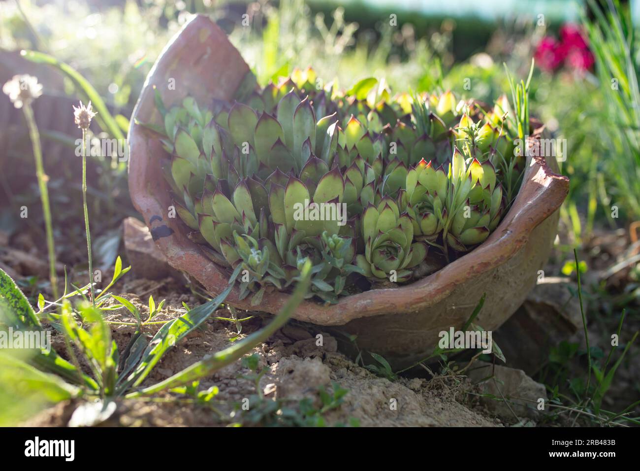 Succulent plants in a big broken ceramic pot. Reusable concept. Soft