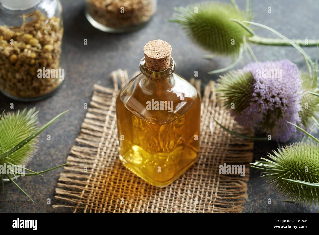 A transparent bottle of herbal tincture with wild teasel flowers