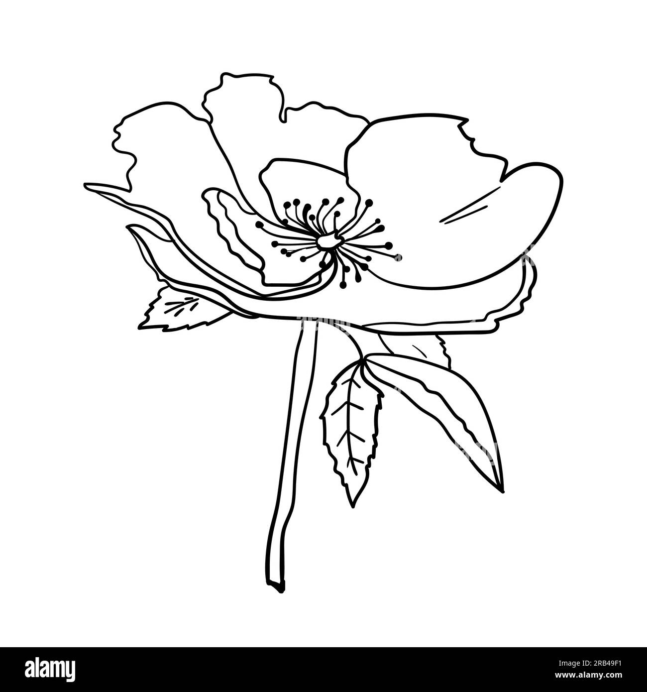 Garden flower. Vector illustration. Botanical drawing of flowering ...