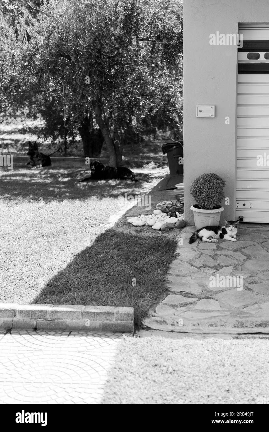 Olivenbaum olivenbaum Black and White Stock Photos & Images Alamy